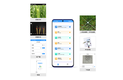 楚雄彝族自治州小麦表型检测仪IN-XM04