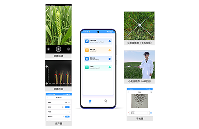 楚雄彝族自治州小麦亩穗数分析仪IN-XM…